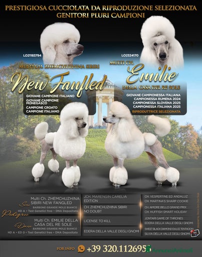 Immagine della galleria {{count}}