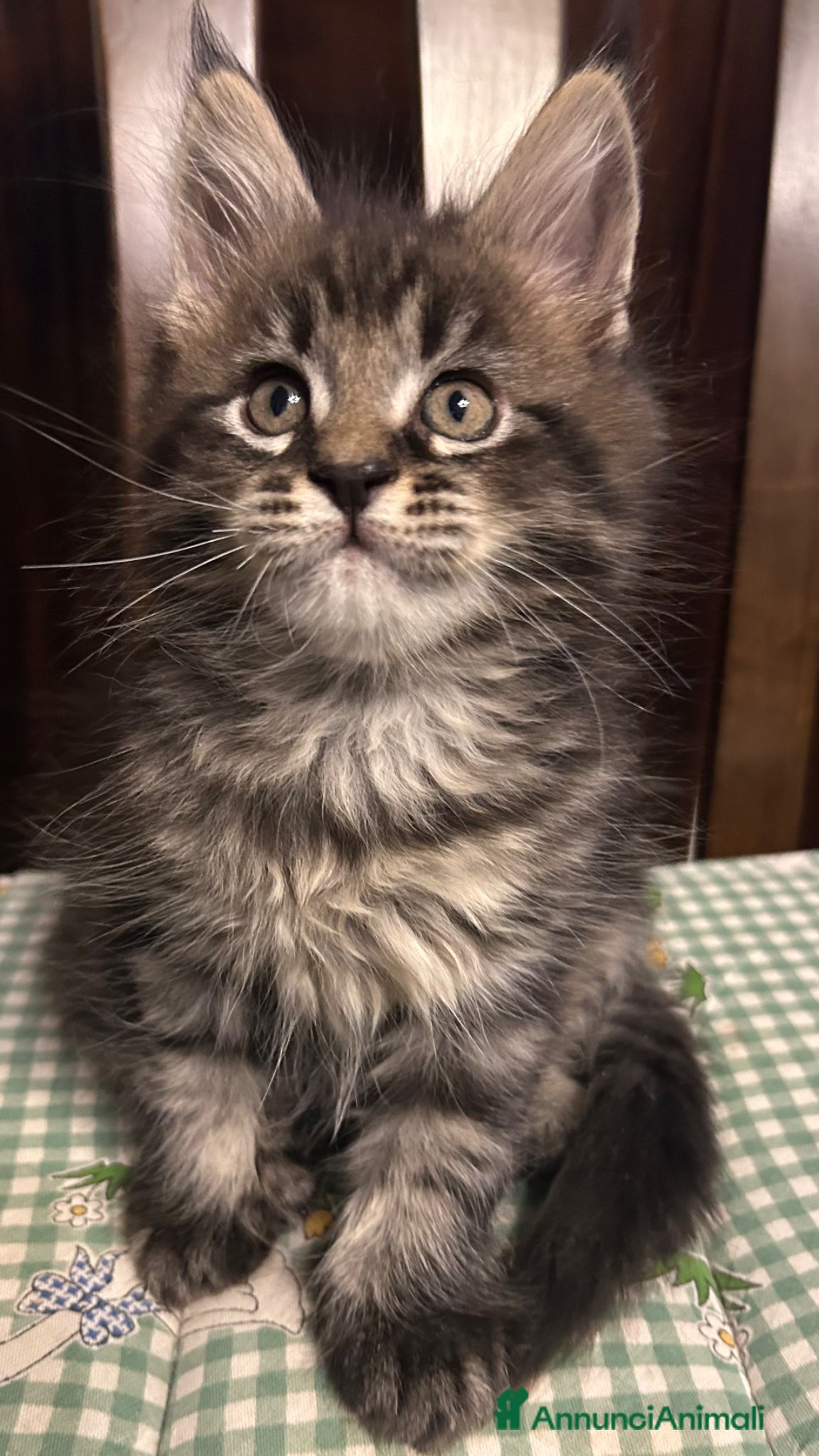 Maine Coon gatti Maschietto Maine Coon  - Annuncio 2