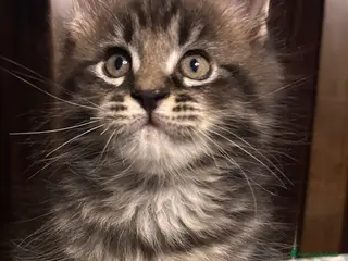 Maine Coon gatti Maschietto Maine Coon - Annuncio 2