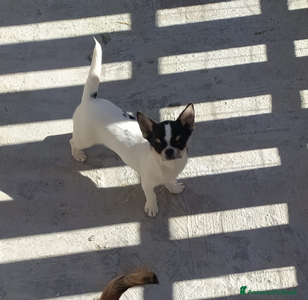 Chihuahua cani in vendita: Chihuahua maschietto  - Annuncio 2