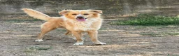 Meticcio cani in regalo: Mirko dolcissimo cagnolino a pelo lungo  a Città metropolitana di Milano - Annuncio 4