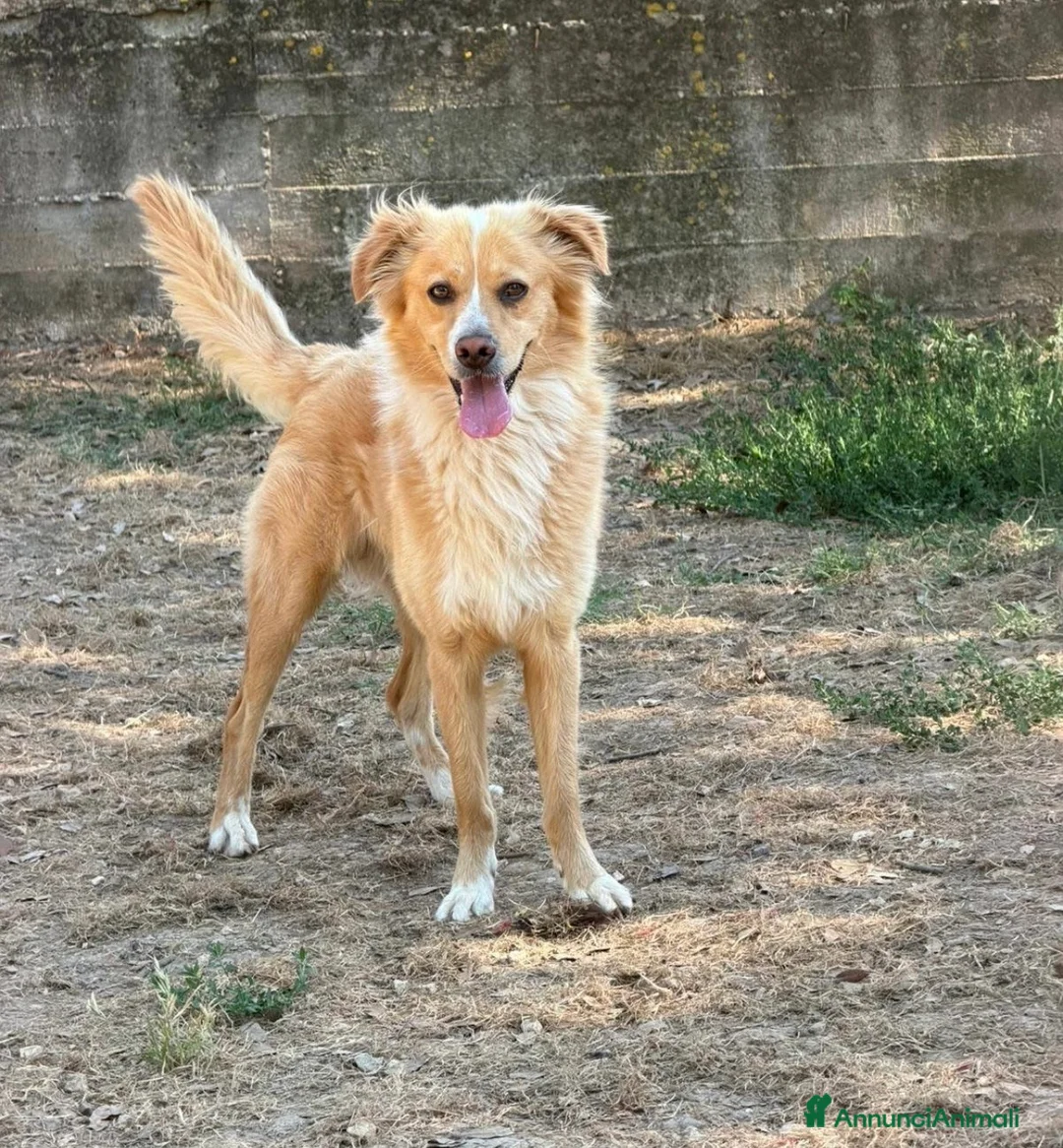 Meticcio cani in regalo: Mirko dolcissimo cagnolino a pelo lungo  a Città metropolitana di Milano - Annuncio 4