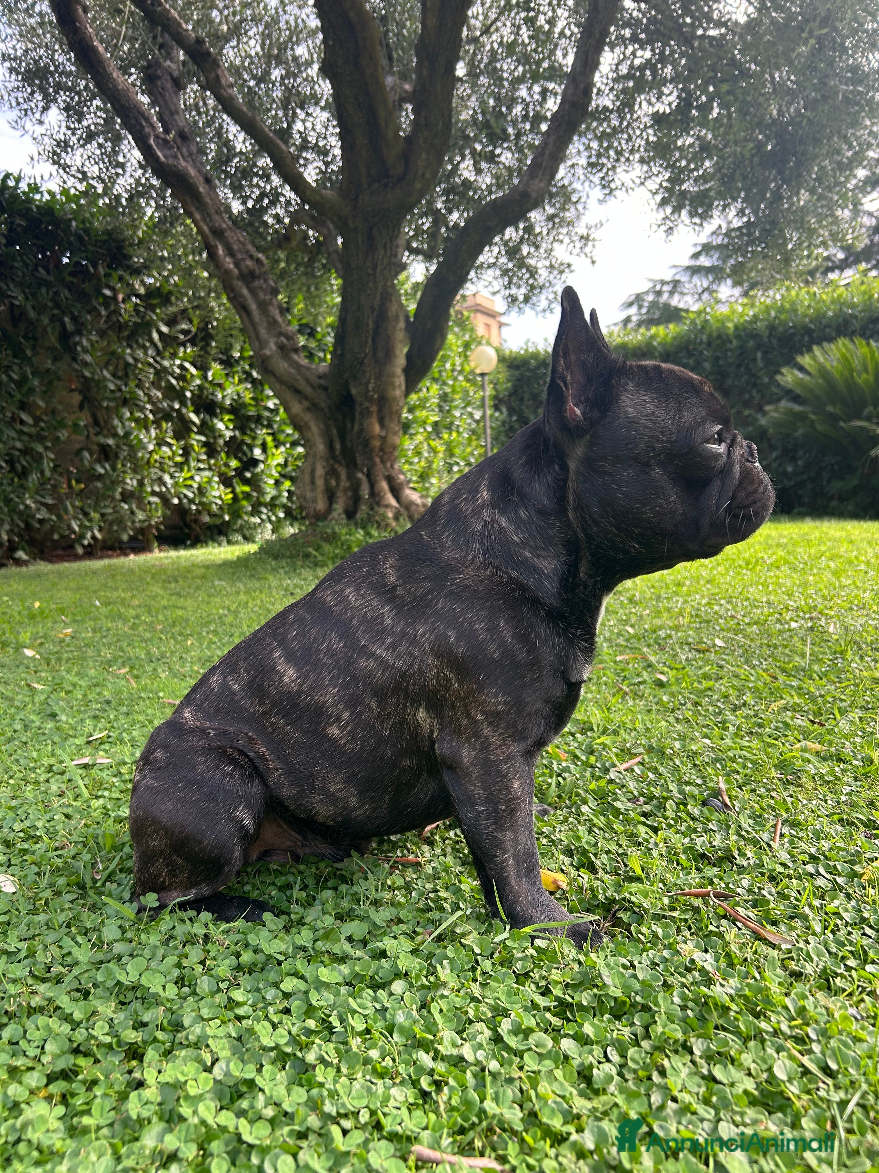 Bulldog Francese cani Bulldog francese maschio per accoppiamento  - Annuncio 29