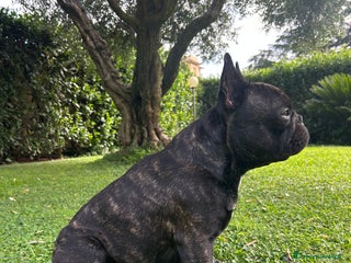 Bulldog Francese cani Bulldog francese maschio per accoppiamento - Annuncio 22