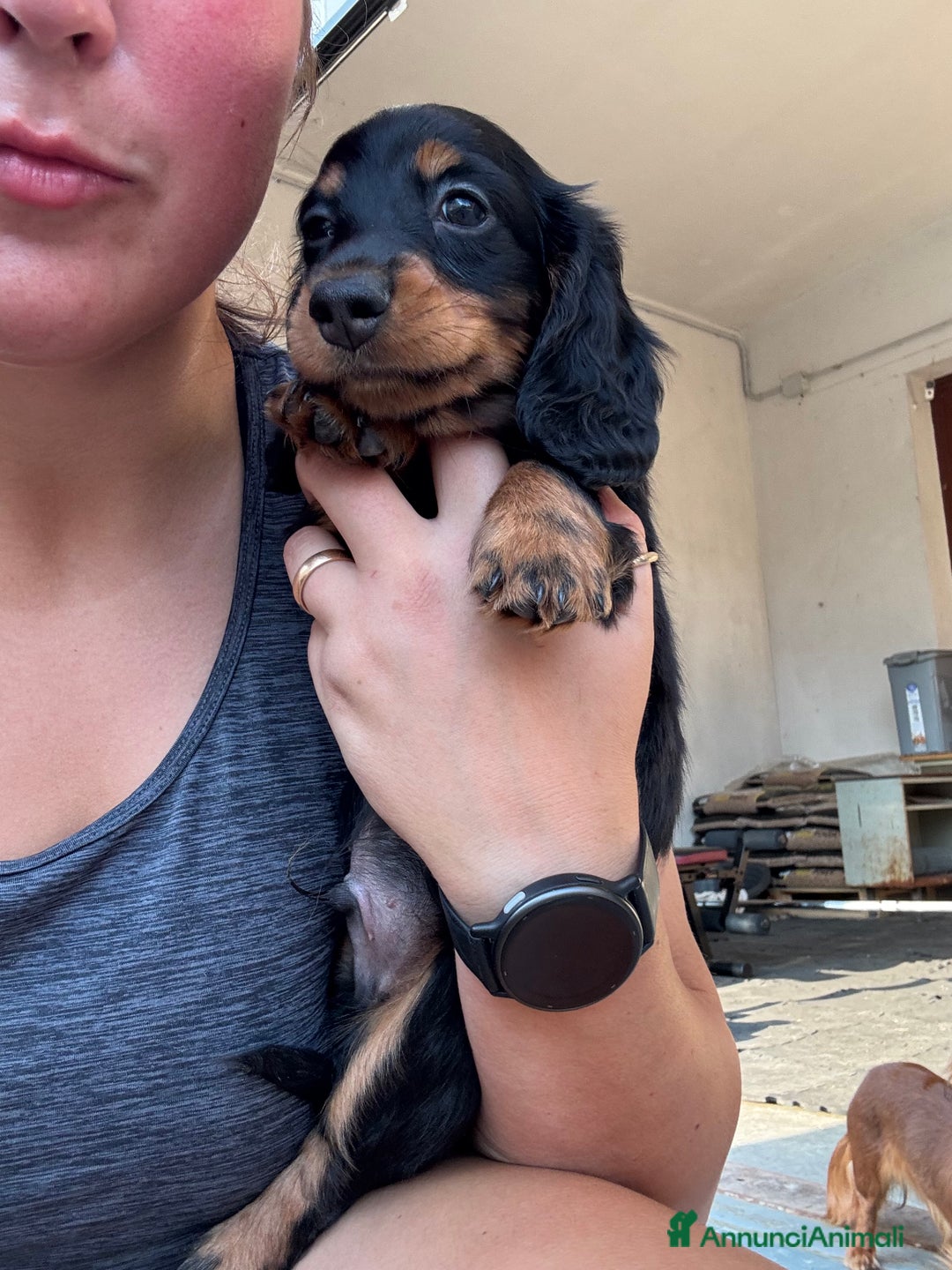 Bassotto cani in vendita: cuccioli di bassotto tedesco pelo lungo a Provincia di Modena - Immagine 4