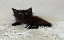 Maine Coon gatti in vendita: Cuccioli Maine coon a Provincia di Cremona - Immagine 8