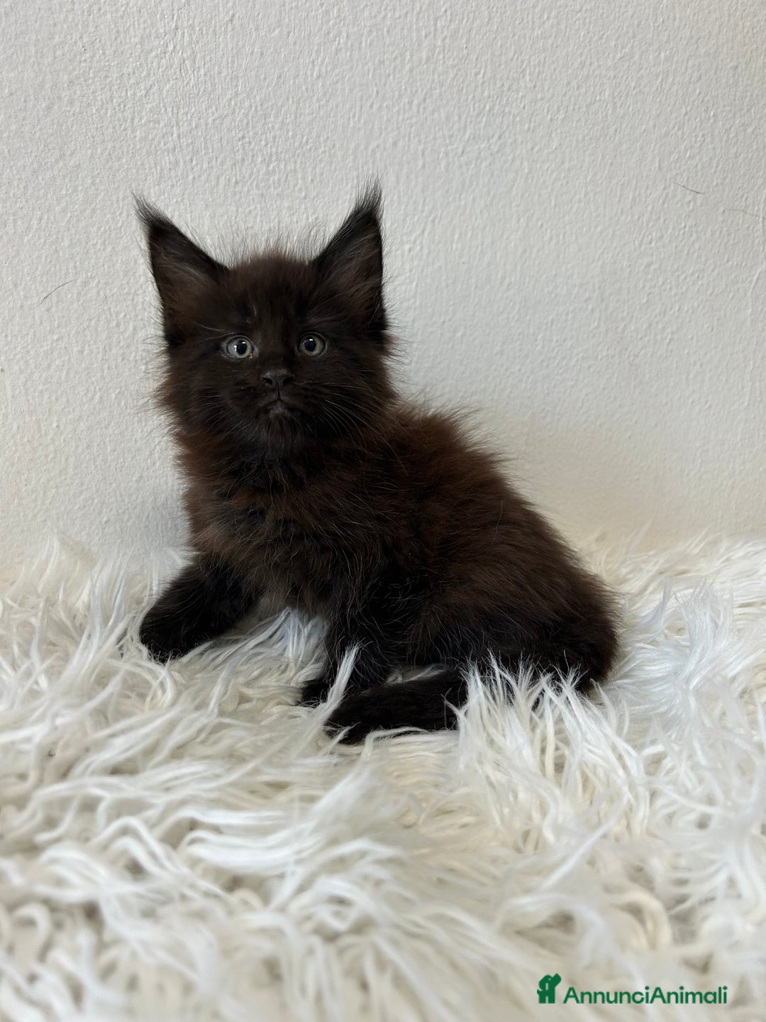 Maine Coon gatti in vendita: Cuccioli Maine coon a Provincia di Cremona - Immagine 8