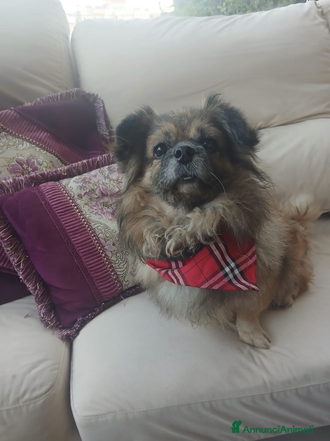 Pechinese cani in regalo: Peggy, splendida pechinese - Annuncio 6