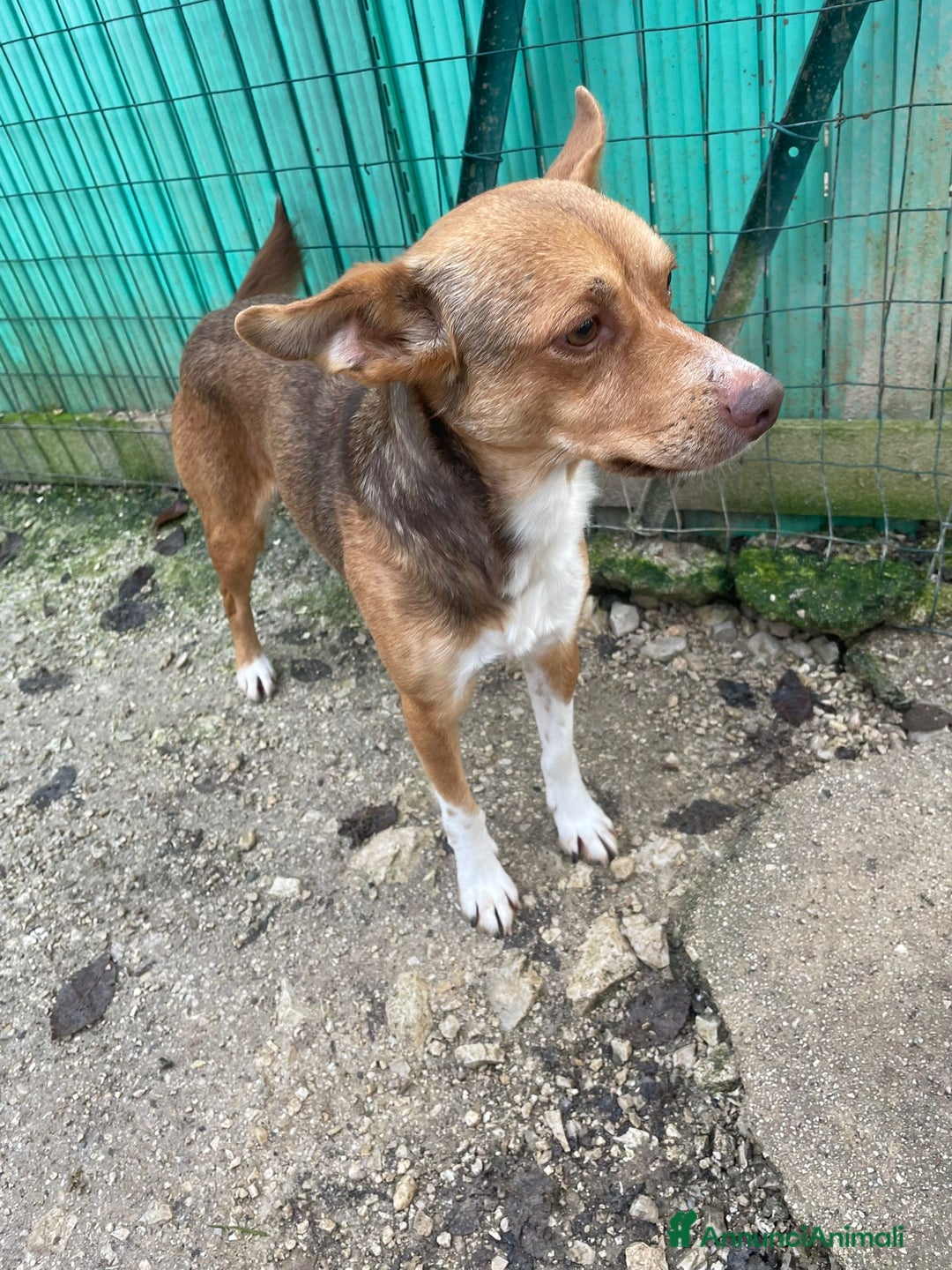 Meticcio cani in regalo: CANGU TAGLIA PICCOLA - Annuncio 6