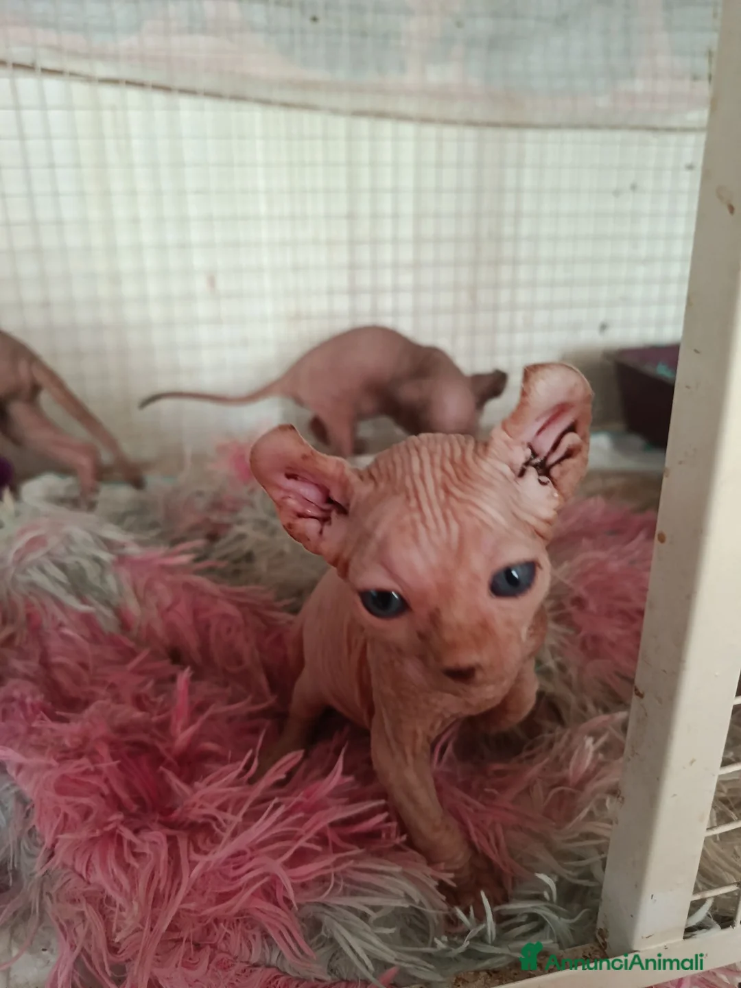 Sphynx gatti in vendita: Sphynx/elf - Annuncio 2