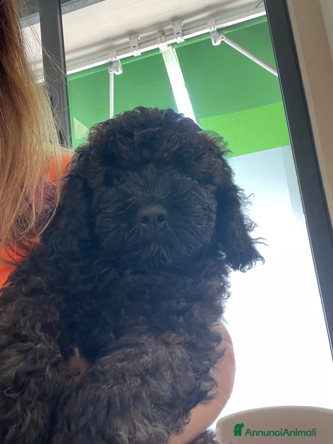 Barboncino cani in vendita: Ultimo maschietto di barboncino a Provincia di Pescara - Annuncio 3