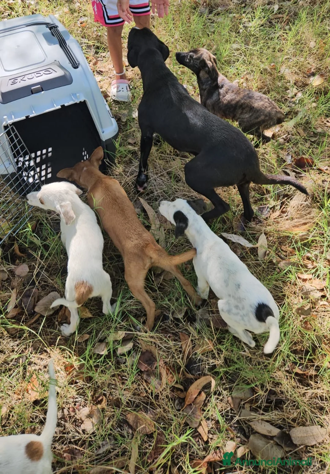 Meticcio cani in regalo: Bignè: 3 mesi taglia contenuta  - Annuncio 2