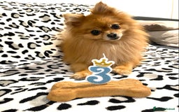 Volpino Pomerania cani per accoppiamento: Justin cerca compagna  a Città metropolitana di Milano - Immagine 4