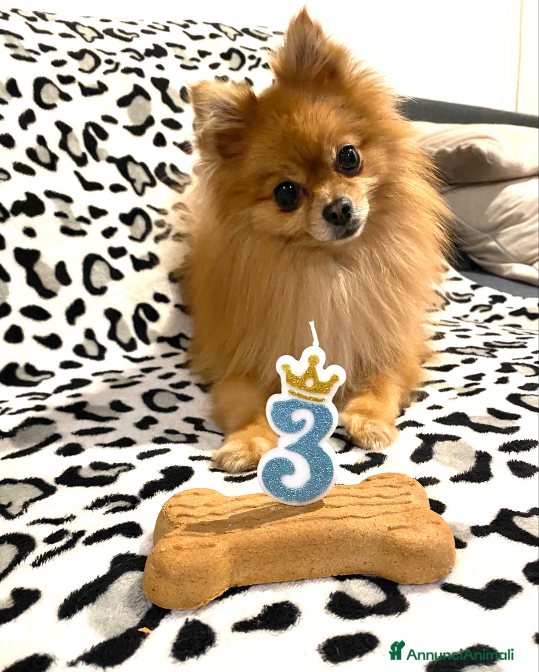 Volpino Pomerania cani per accoppiamento: Justin cerca compagna  a Città metropolitana di Milano - Immagine 4