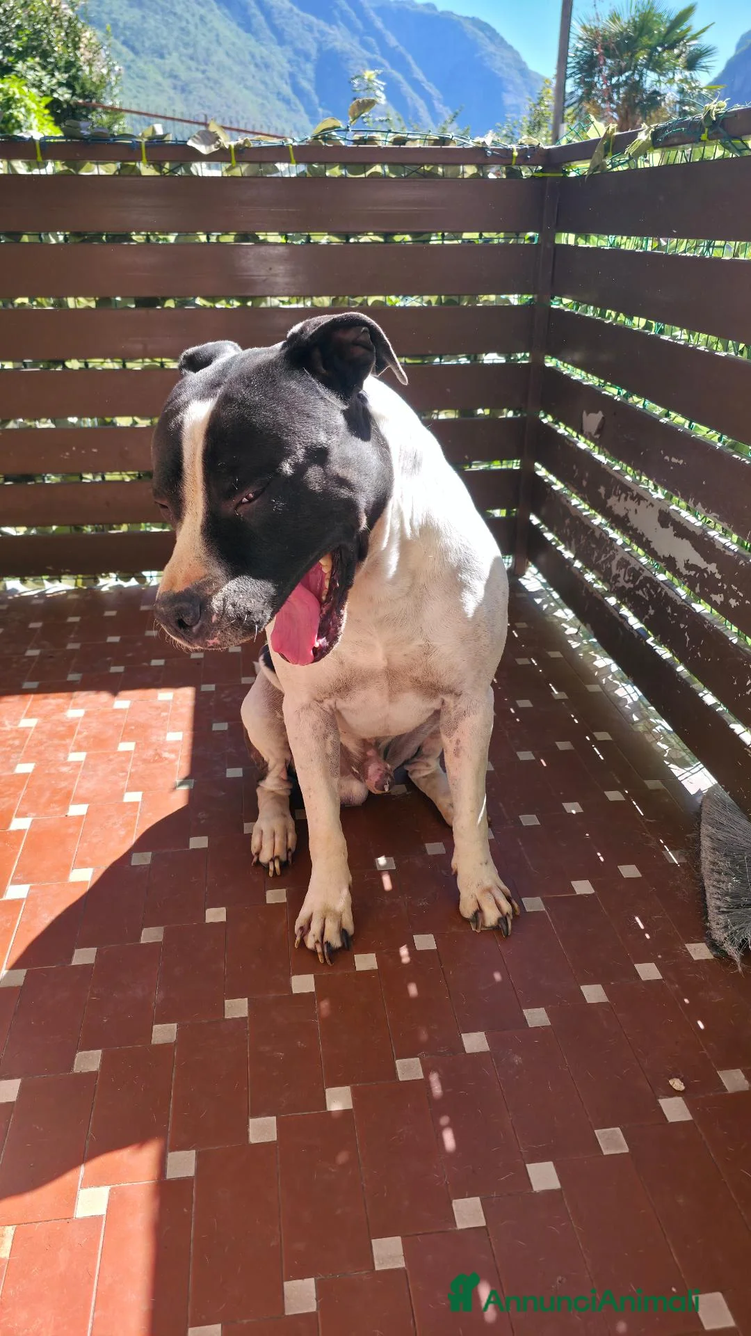 Pitbull cani in regalo: American Pitbull Terrier a Provincia del Verbano-Cusio-Ossola - Annuncio 4