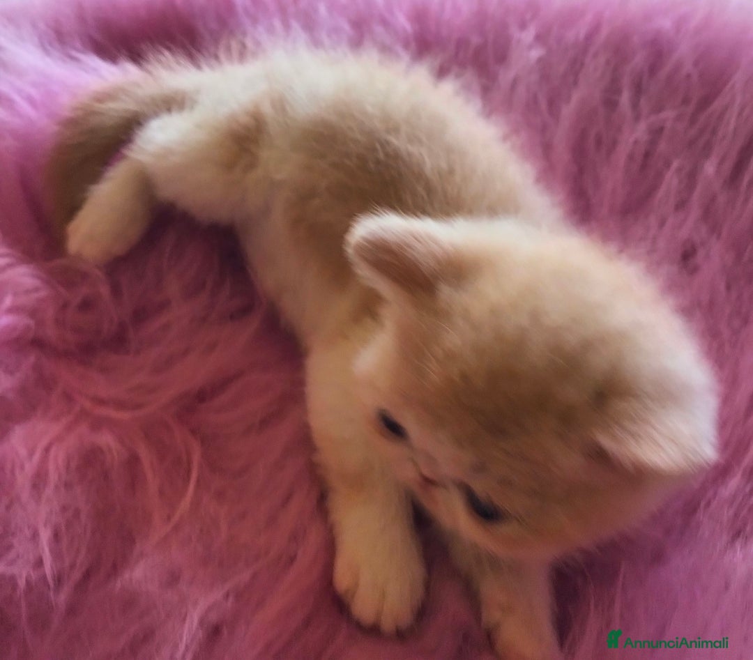Exotic Shorthair gatti in vendita: Exotic Shorthair allevamento Exodora Sikelia  a Città metropolitana di Catania - Immagine 6