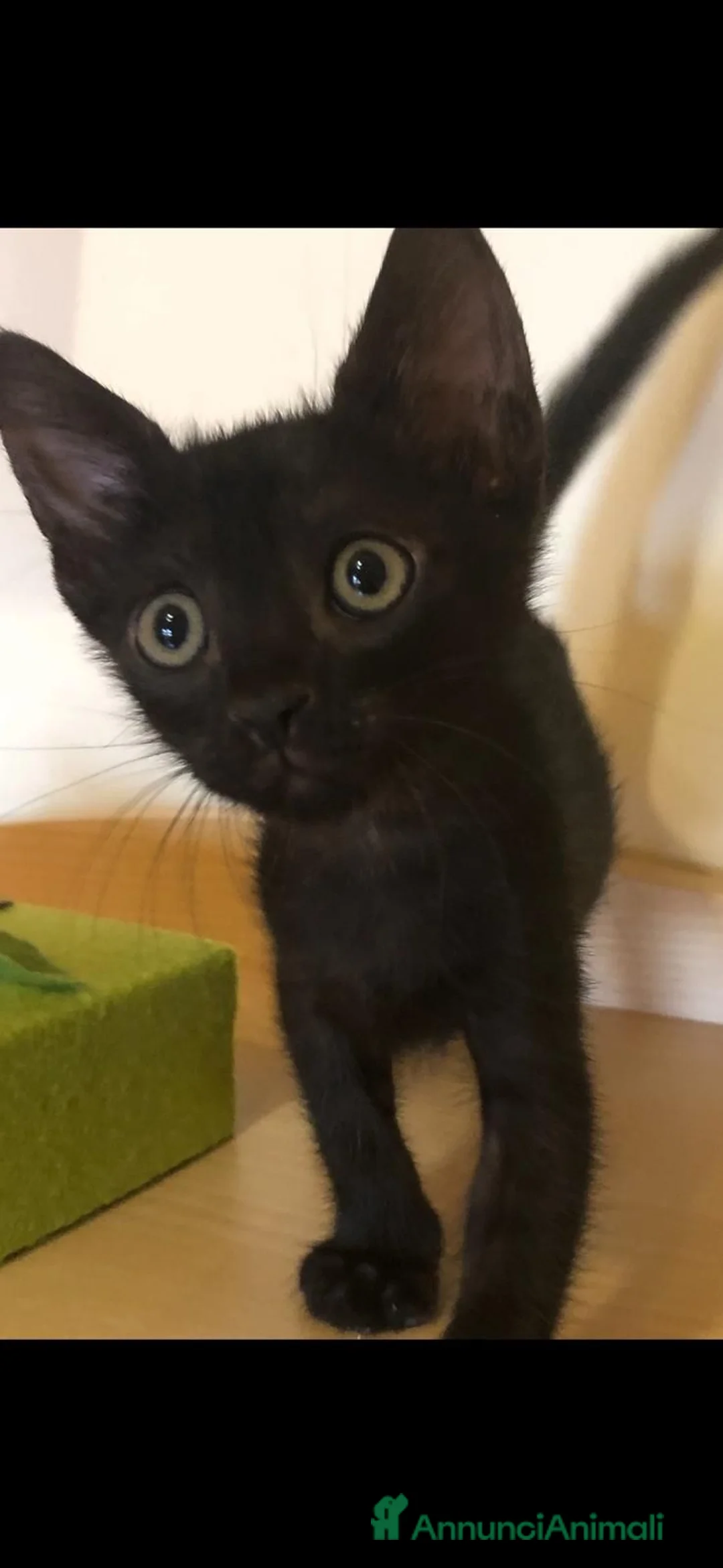 Meticcio gatti in regalo: GATTINI NERI DOLCISSIMI - Annuncio 2