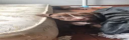 Pitbull cani in vendita: Pittbull UKC  a Provincia di Avellino - Annuncio 16