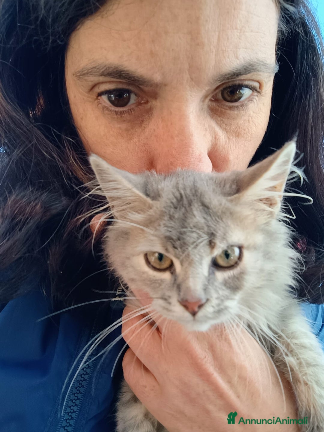 Europeo gatti in regalo: Micina due mesi - Annuncio 3