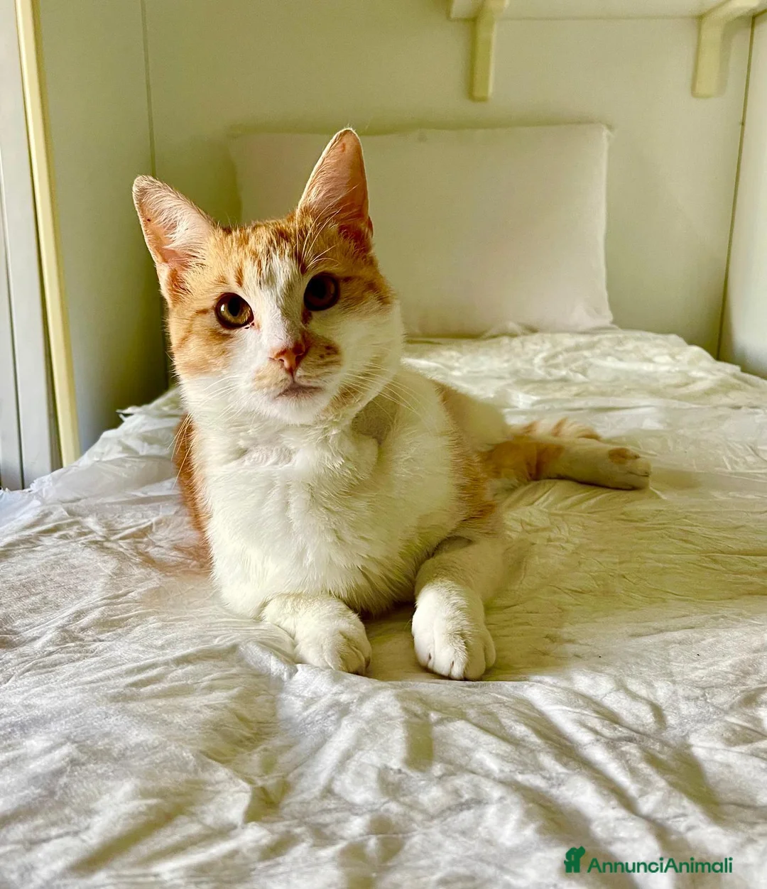 Europeo gatti in regalo: Simply Red a Città metropolitana di Milano - Annuncio 2