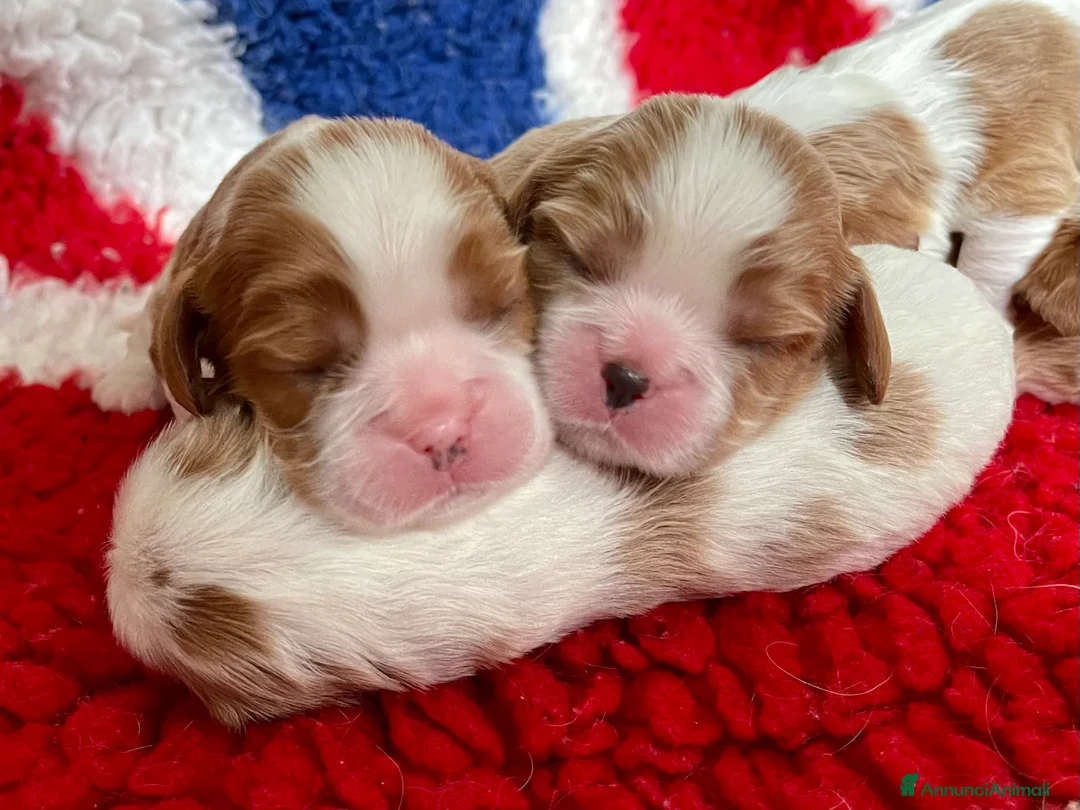 Immagine della galleria {{count}}