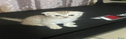 Scottish gatti in vendita: Disponibile - Annuncio 5