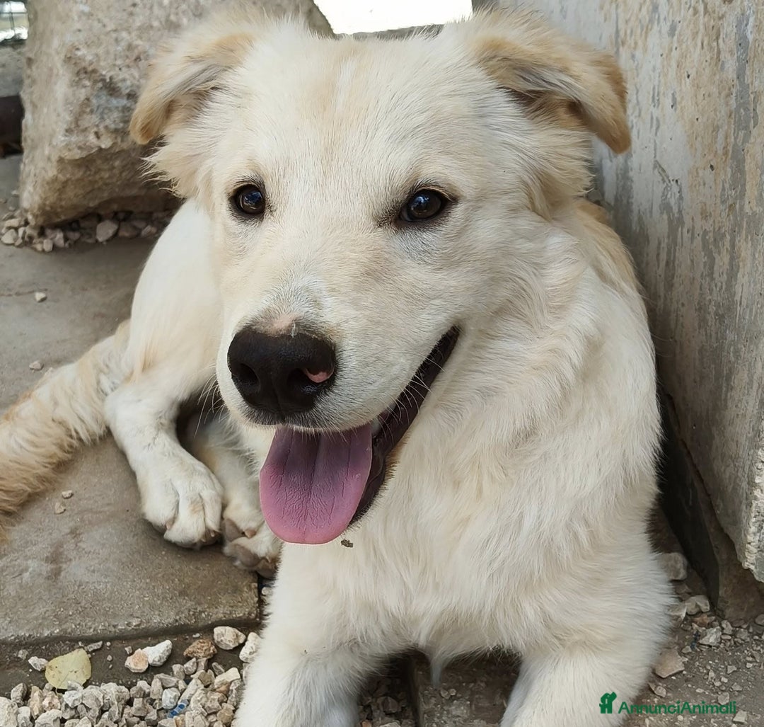 Meticcio cani in regalo: IL DOLCISSIMO E BELLISSIMO AIKO - Annuncio 4