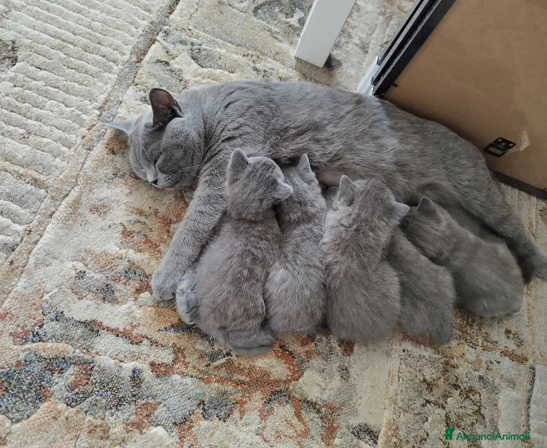 British gatti in vendita: British shorhair cuccioli  - Annuncio 2