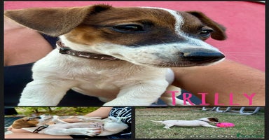 Jack Russell cani a Provincia di Lodi - Annuncio 3