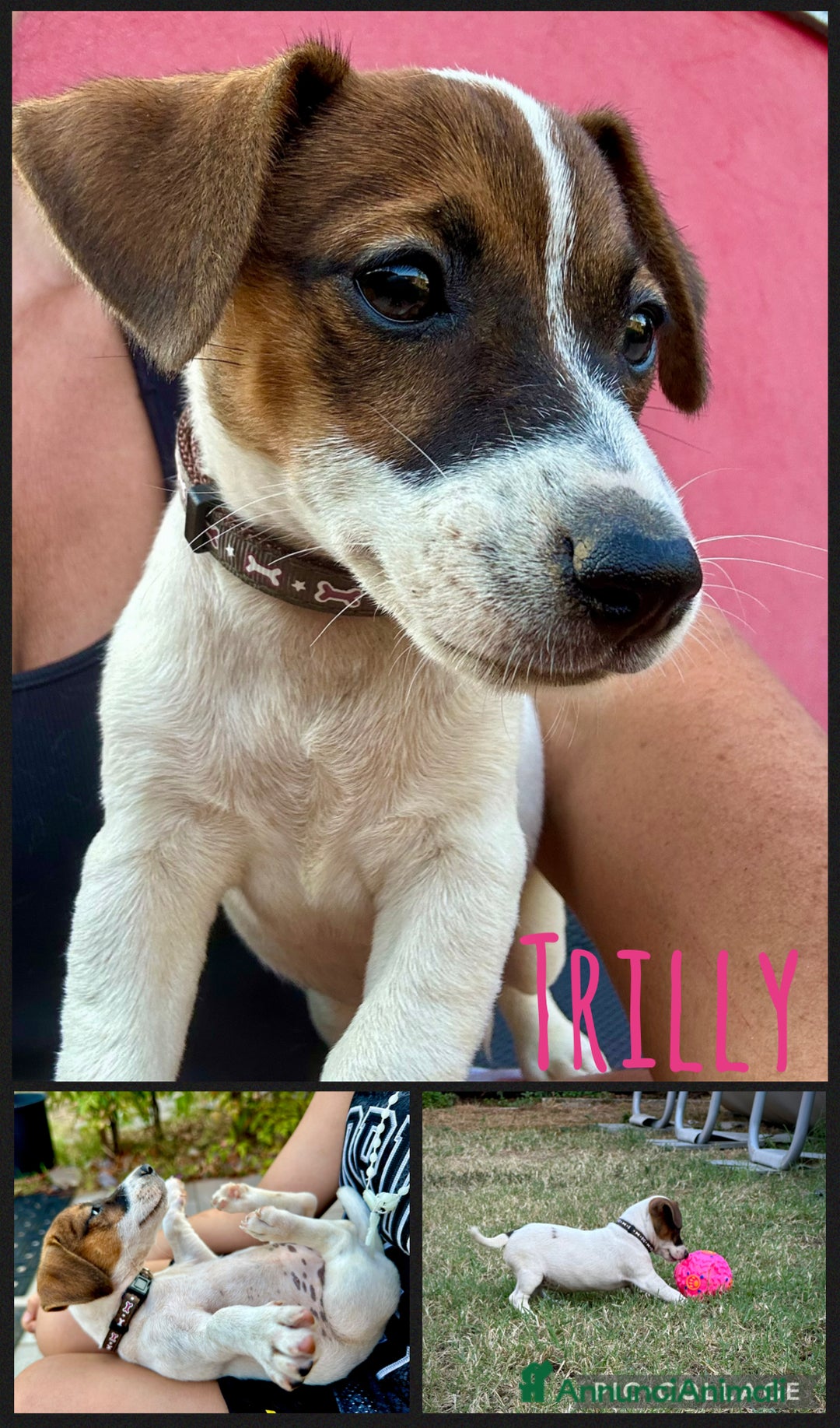 Jack Russell cani in vendita: Una splendida cucciolata a Provincia di Lodi - Immagine 2