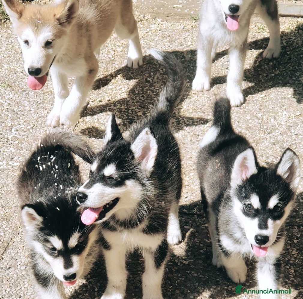 Alaskan Malamute cani Alaskan Malamute cuccioli  a Città Metropolitana di Bologna - Annuncio 5