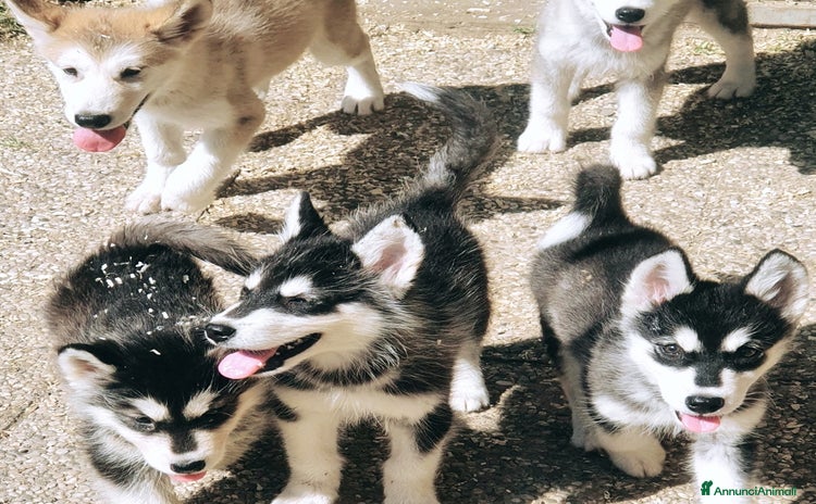 Alaskan Malamute cani a Città Metropolitana di Bologna - Annuncio 2