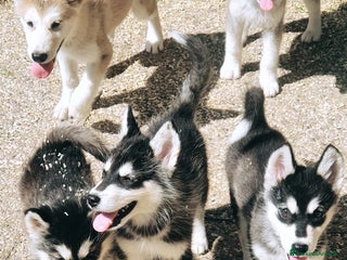 Alaskan Malamute cani Alaskan Malamute cuccioli a Città Metropolitana di Bologna - Annuncio 7