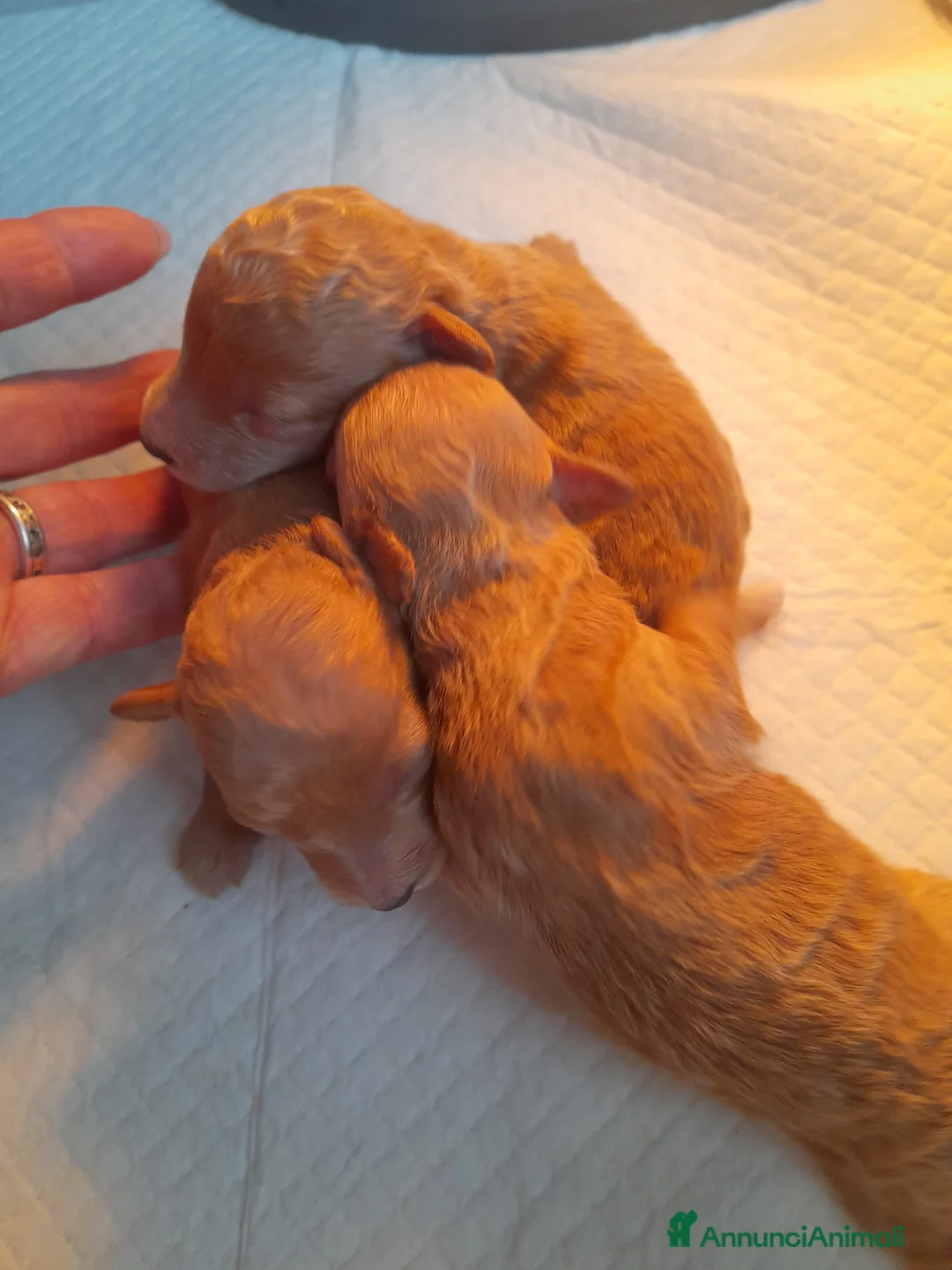 Immagine della galleria {{count}}