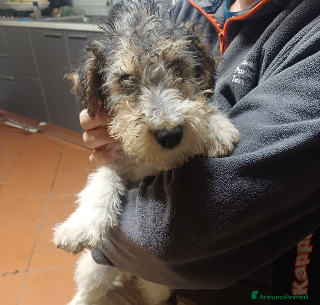 Fox Terrier cani in vendita: Vendita cuccioli fox terrier - Annuncio 3