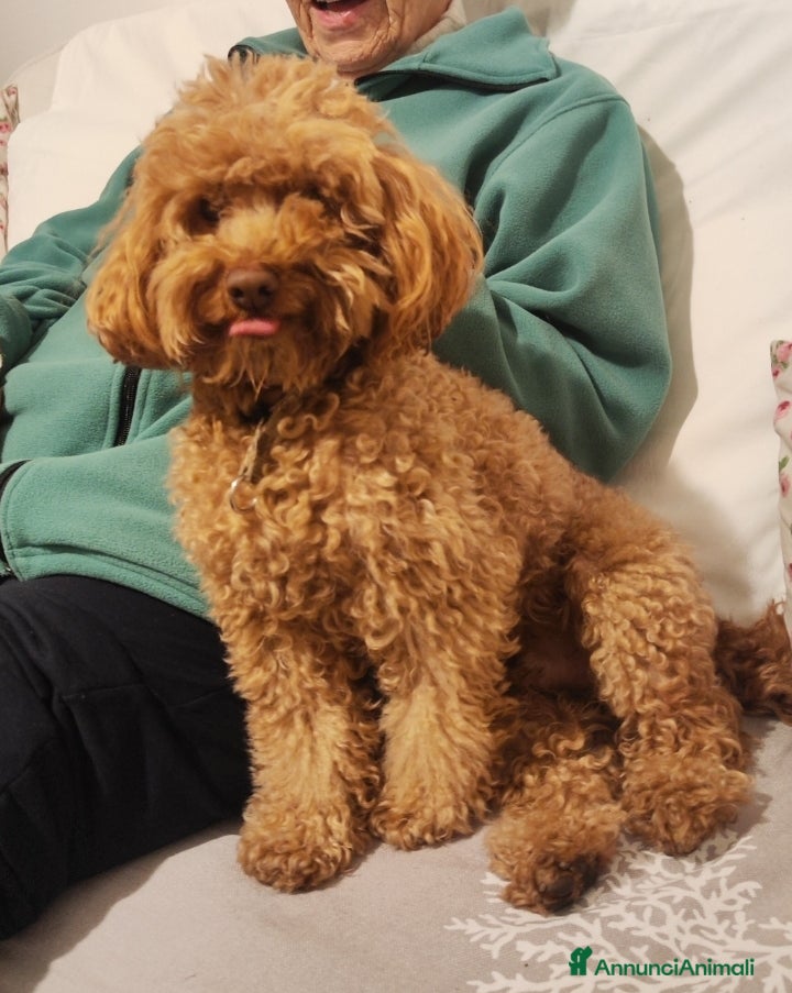 Barbone cani Barboncino pedigree e test genetici - Annuncio 1