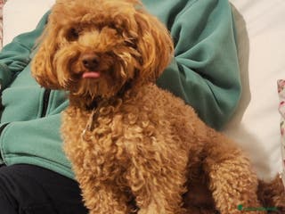 Barbone cani Barboncino pedigree e test genetici - Annuncio 1