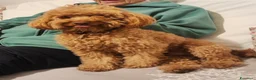 Barbone cani per accoppiamento: Barboncino pedigree e test genetici - Annuncio 1
