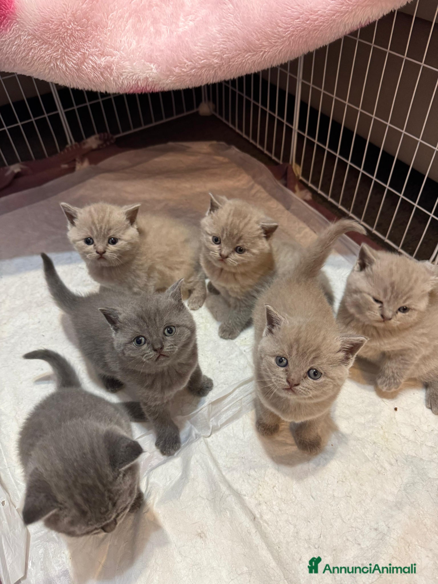 British gatti Cuccioli British/Scottish - Annuncio 1