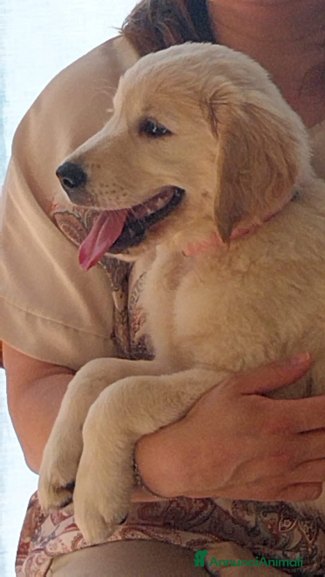 Golden Retriever cani in vendita: Golden retriever linea inglese a Provincia di Alessandria - Immagine 2