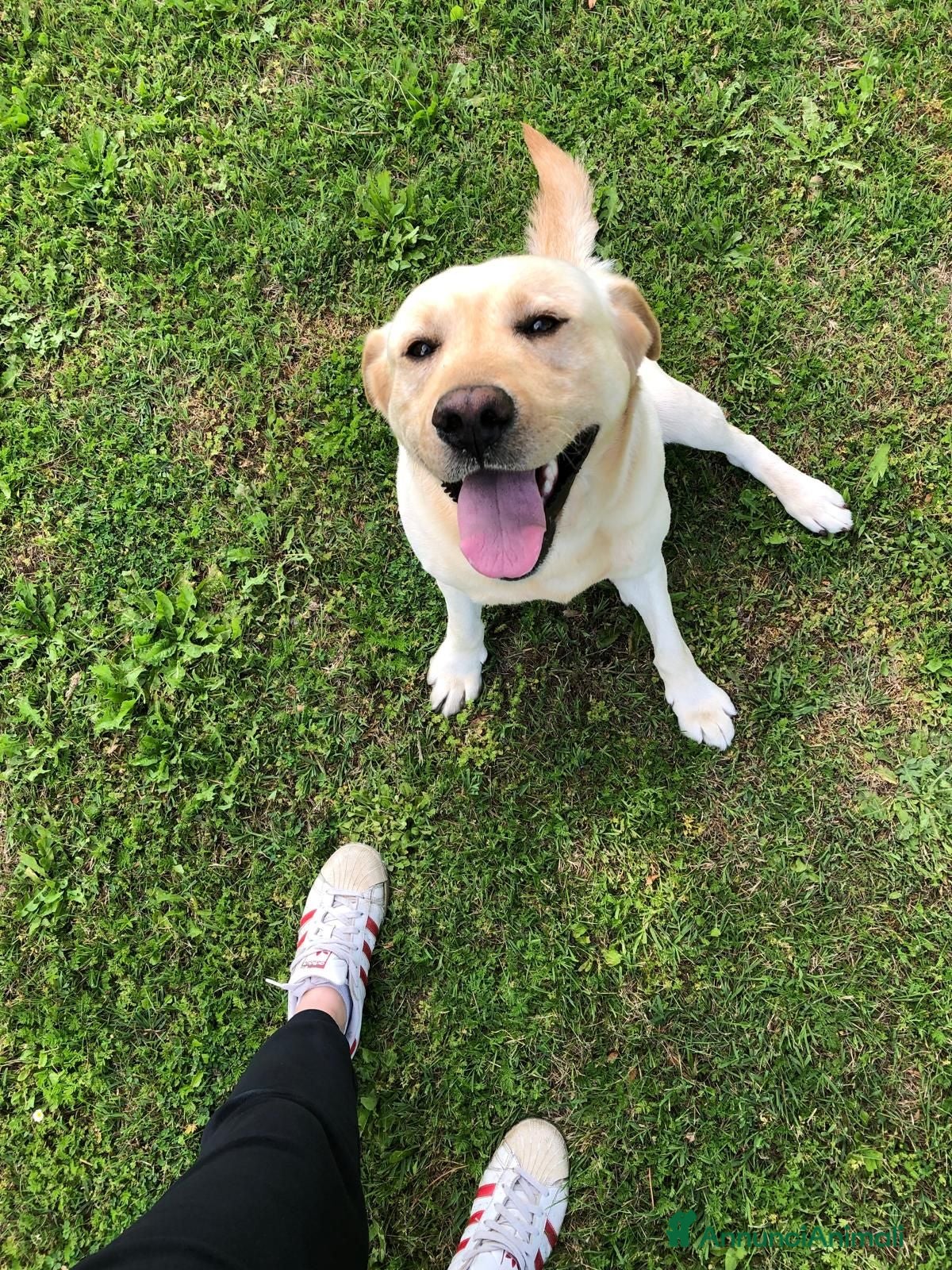 Labrador cani A Bologna, Labrador, 7 anni   - Annuncio 2