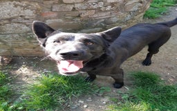 Meticcio cani in regalo: NATHAN, fantastico pastorino in nero! a Città Metropolitana di Firenze - Immagine 5