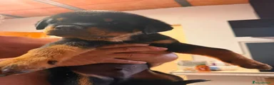 Rottweiler 3