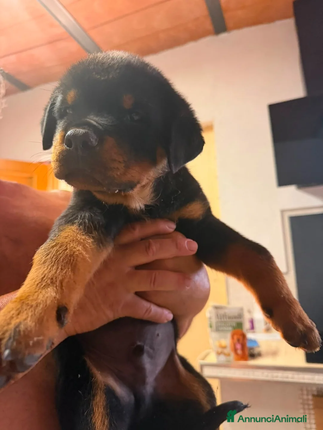 Rottweiler cani in vendita: Cuccioli di rottweiler purissimi  - Annuncio 2