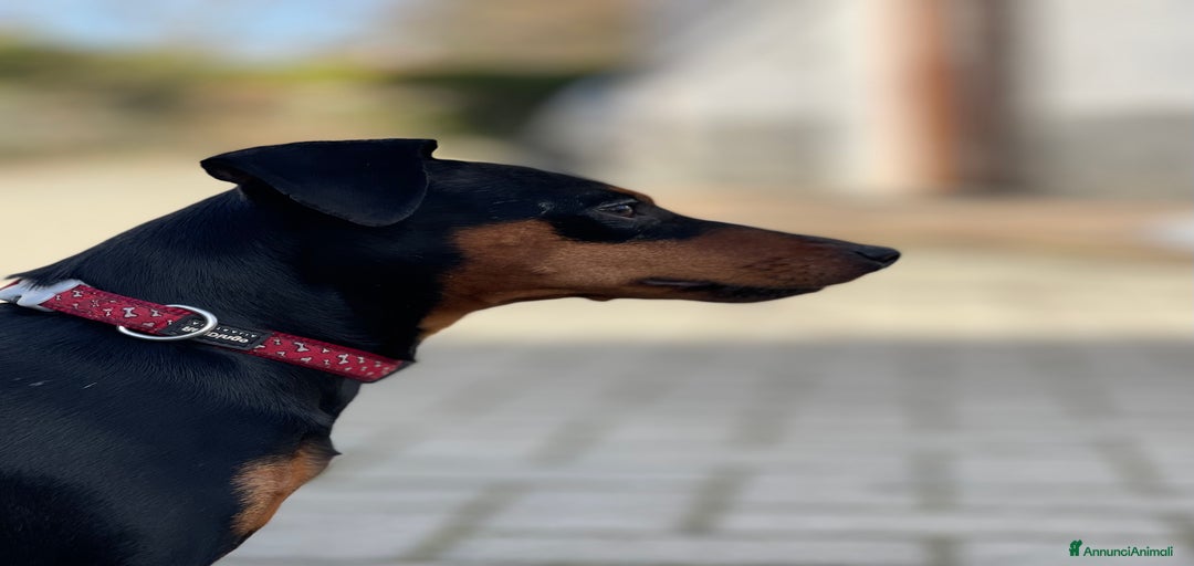 Immagine della galleria {{count}}