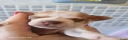 Chihuahua cani in vendita: Cuccioli di Chiwawa - Annuncio 10