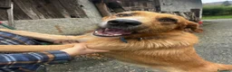 Meticcio cani in regalo: Rick  - Annuncio 11