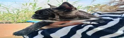 Bulldog Francese cani in vendita: Bouledogue francese dolcissimi cuccioli a Città metropolitana di Palermo - Annuncio 15