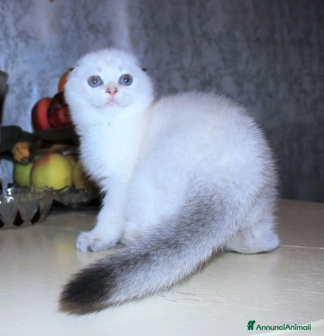 Immagine della galleria {{count}}