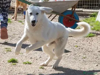 Meticcio cani DOLCISSIMA NUVOLETTA BIANCA : DEMYR a Città Metropolitana di Firenze - Annuncio 6